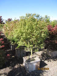 Acer palmatum dissectum 'Seiryu' — photo 5
